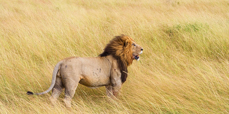 top of the rock, observation deck, climate change, top of the rock, observation deck, climate change, design observation centers
