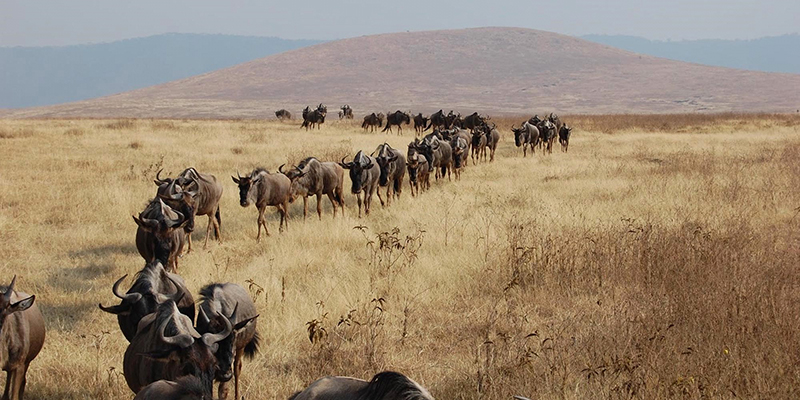 top of the rock, observation deck, climate change, top of the rock, observation deck, climate change