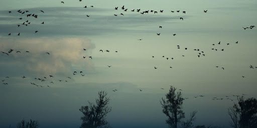 Birds flying