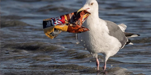 plastic trash was found in 90 percent of seabirds 