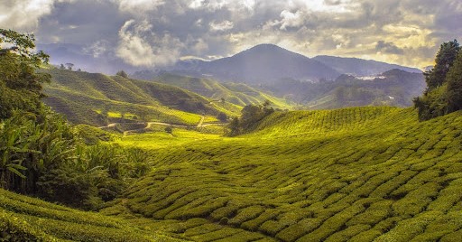 Tea fields, very interactive app, daily and weekly curriculum