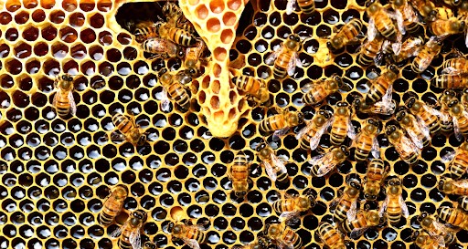 Honey bees live in hives, data, family
