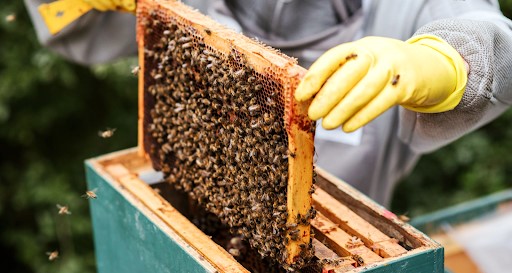 bee keeping program, translation, patients, contact