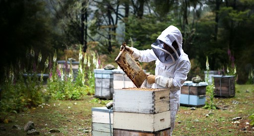 The apiary business is usually located on open grounds, better translation