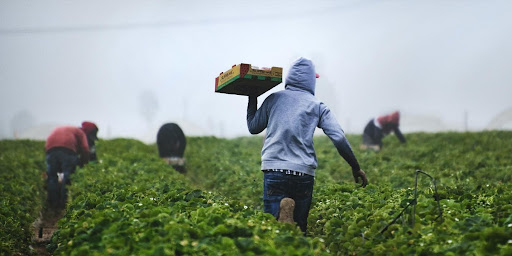  Farmers picking strawberries, agriculture, farming resources, crop production, small farm
