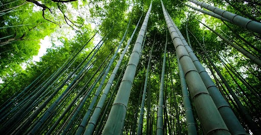 bamboo shoots, bamboo plant, bamboo species, bamboo shoots, bamboo shoot, bamboo grows, grow bamboo, sustainable materials, use of bamboo, 