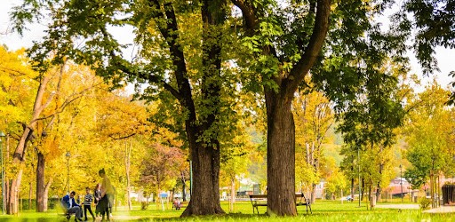 art installations, Trees are a major part of this ecosystem, new york, public realm, public art, urban design, urban planning, architecture inspired from nature, trees