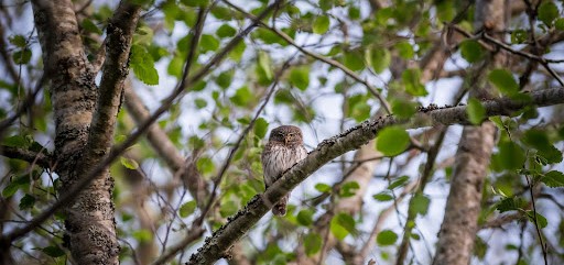 Bird, Study, Birdwatching, People, Hobby, Architecture Competition cozy cabin modern cabin modern cabins prefab cabin traditional cabin log cabin exterior walls sleeping loft cabin architecture family retreat natural surroundings central lodge surrounding landscape block island solar panels architects created upstate new york off the grid delta shelter modern design floor plan cabin built raw materials sloping site same time unique character panoramic views living area simple design overall design regular basis one side