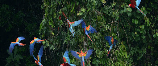 Species, Stay, Cabins, Birdwatchers, Forest