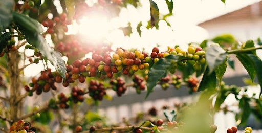 Coffee beans plantation in Colombia, Heritage, Flavour