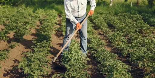 Community farming, food and agriculture, food security and need, architecture competition, design challenge