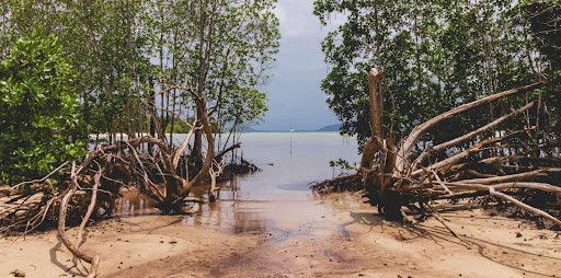 Mangroves form an integral part of our ecosystem and we need to protect them