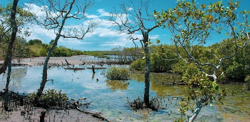 Mangrove conservation, Illegal fishing, endangered mangroves, architecture competition, protecting the Pitahaya community