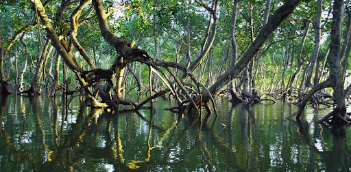Restoration of mangroves, balance in the ecosystem, challenge to improve livelihood and ecosystems