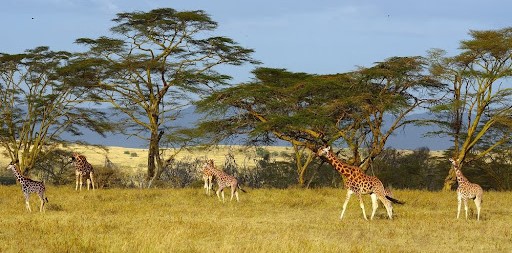 Lake Nakuru national park, wildlife, giraffes, design for nature, wildlife tourism, observation tower