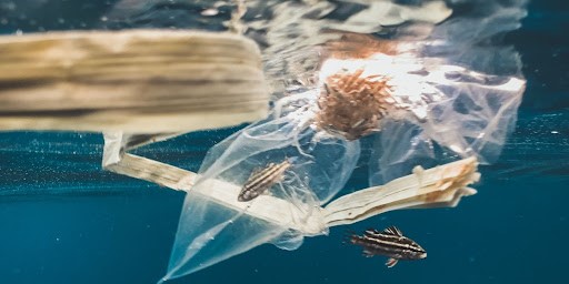 Marine ecosystem, Research, Laboratory, Architecture Competition