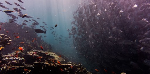 Habitat, Pollution, Environmental, Biodiversity, Data