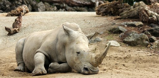 Wildlife threatened with extinction, Research Facility, Architecture Competition