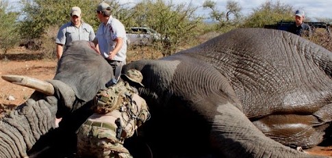 Animals dying of thirst and loss of habitat, Collection, Citizen science