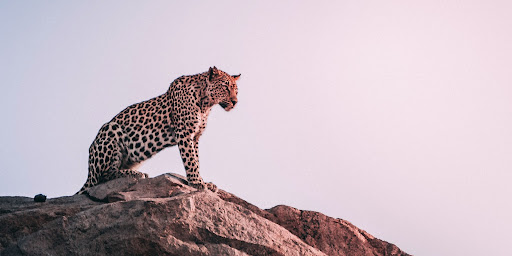 co-existing, balance, connection, nature, United states, Architecture competition