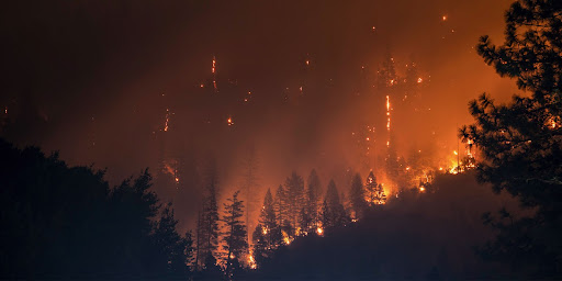 animals, human-nature, wildlife, worldwide, awareness, unaware