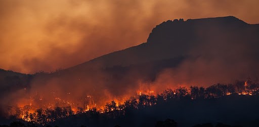 global warming, climate change, climate, burning, fire, revolution, green revolution, biophilic, envision, architecture, architects, nature, design, design process, architecture competitions, architecture challenges, environment 