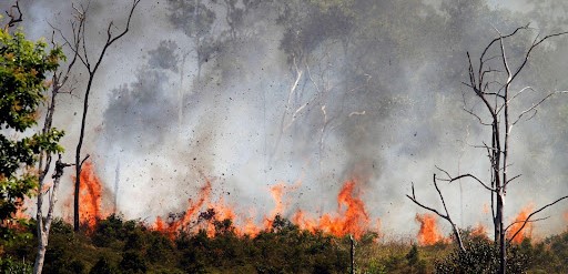 Deterioration of forest life
