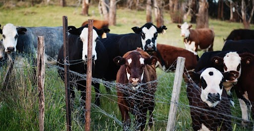 Different habitat habitats human habitat animal habitat ecology environment friednly national park parks nationak parks architecture challenge wildlife